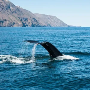 Walvistocht Husavik (per persoon)
